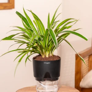 Spider Plant With Self Watering Pot