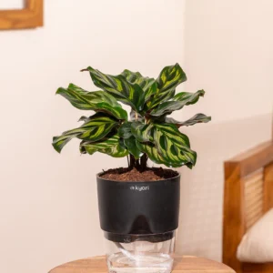 Peace Lily Plant With Self Watering Pot