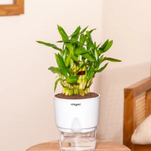 Lucky Bamboo Plant With Self Watering Pot