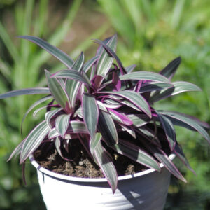 Oyster Plant With Self Watering Pot