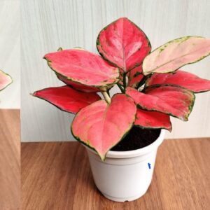 Aglaonema Lipstick Plant With Self Watering Pot