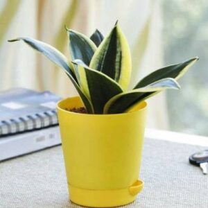 Golden Hahnii Snake Plant With Self Watering Pot