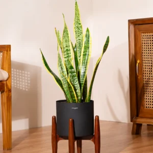 Golden Hahnii Snake Plant With Self Watering Pot
