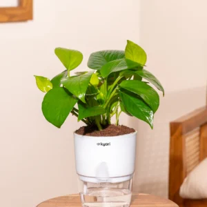 Golden Money Plant With Self Watering Pot