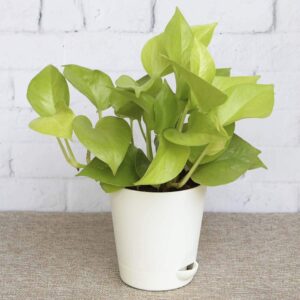 Golden Money Plant With Self Watering Pot