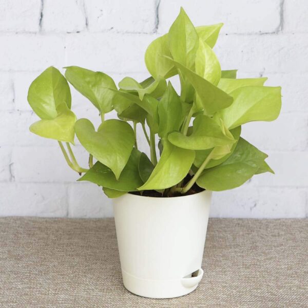 golden-money-plant-
