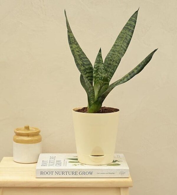 green snake plant