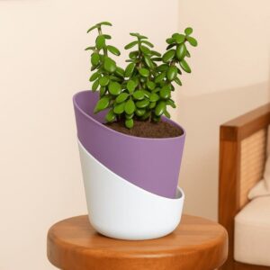 Lucky Jade Plant With Self Watering Pot