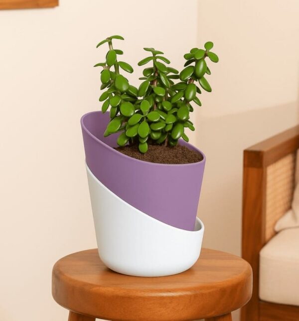 lucky-jade-plant (1)