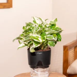 Money N-Joy Plant With Self Watering Pot