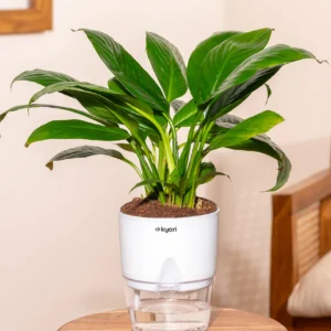 Peace Lily Plant With Self Watering Pot