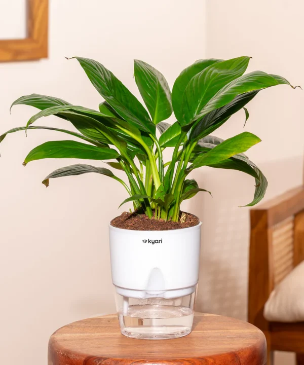 peace-lily