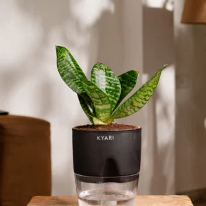 Green Snake Plant With Self Watering Pot