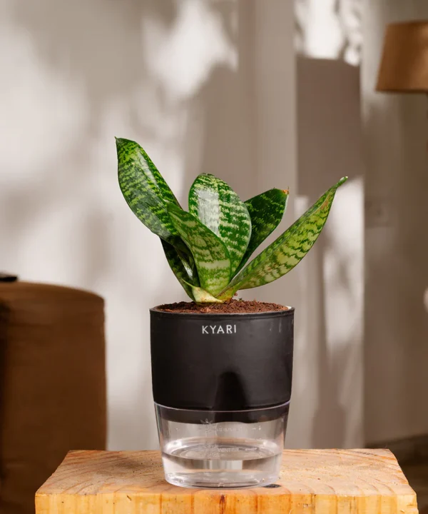 snake-plant