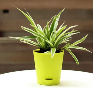 Spider Plant With Self Watering Pot