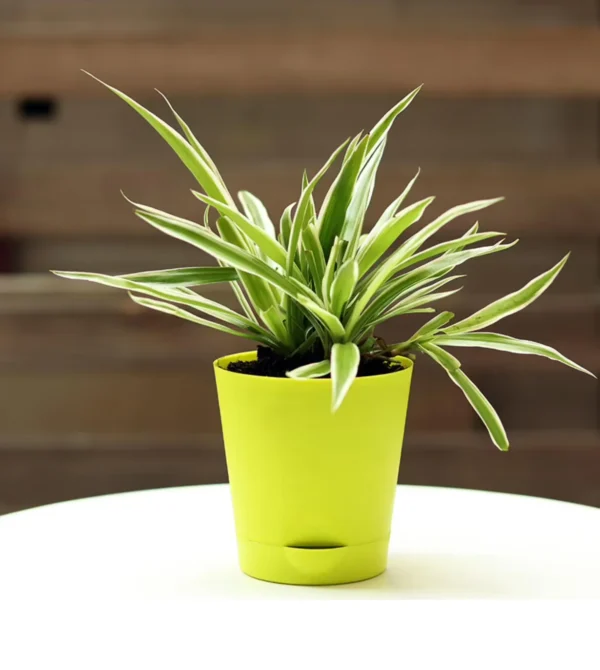 spider plant rs457