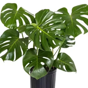 Monstera Deliciosa