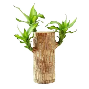 Brazilian Wood Plant