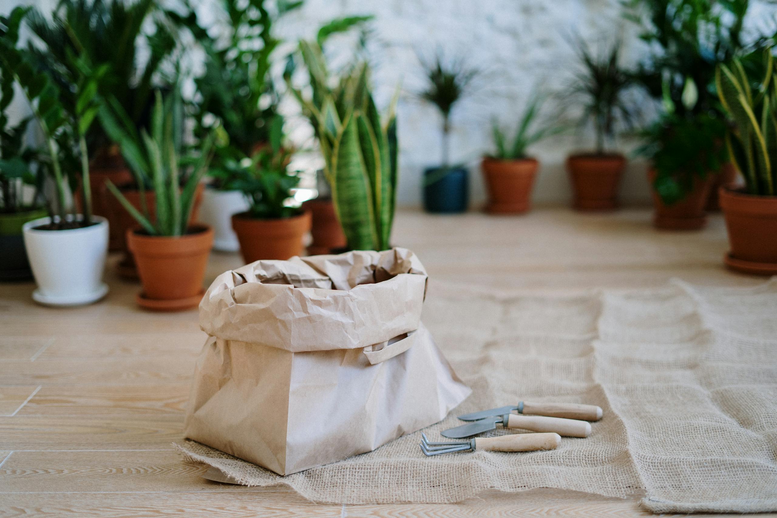 A setup for indoor gardening featuring tools and various potted plants on wooden flooring.