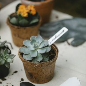 Photo by Gary Barnes From above of succulent seedling with tag placed near blooming plant and scissors with shovel in garden