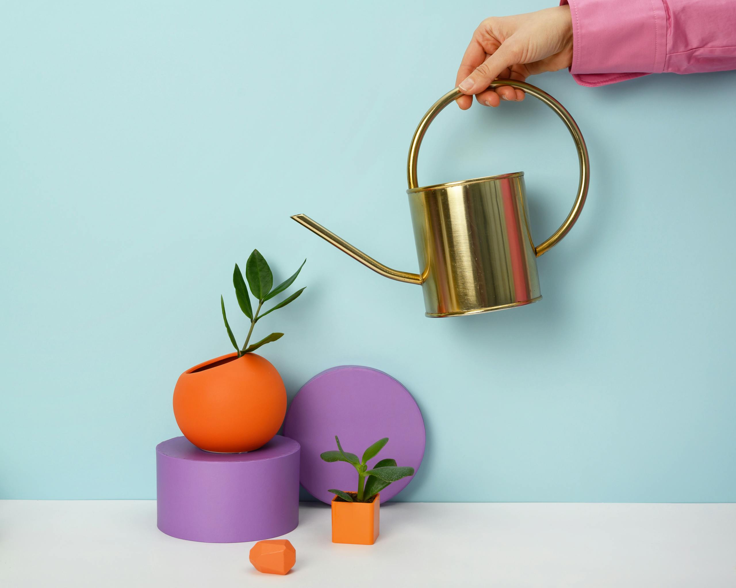 Modern still life of succulents in vibrant pots with a gold watering can on pastel background.